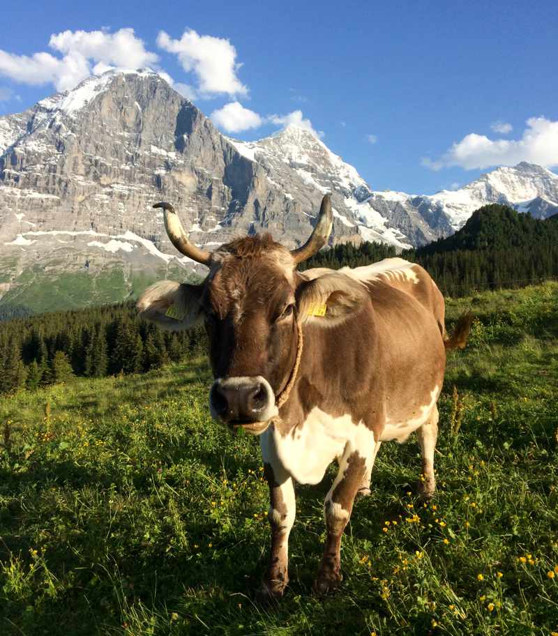 Kuh vor dem Eiger