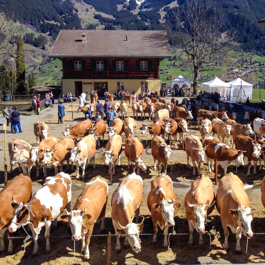 Viehmarkt Aspen